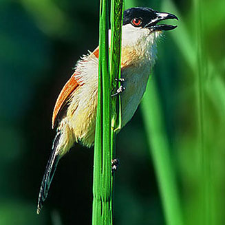 Antichromus anchietae (Anchieta's tchagra, Marsh tchagra) 