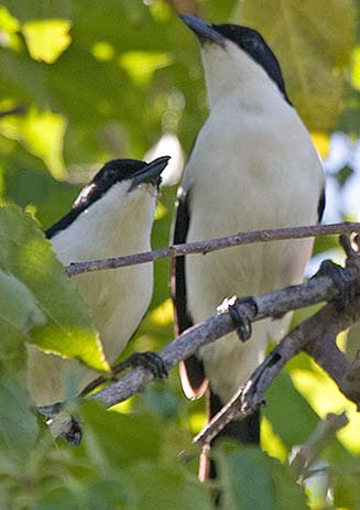 Laniarius bicolor (Swamp boubou) 
