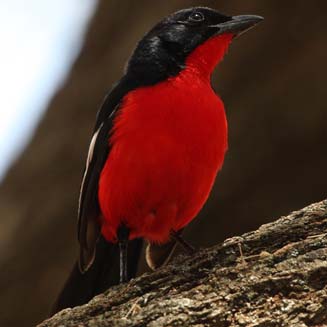 Laniarius atrococcineus (Crimson-breasted shrike, Crimson-breasted boubou)