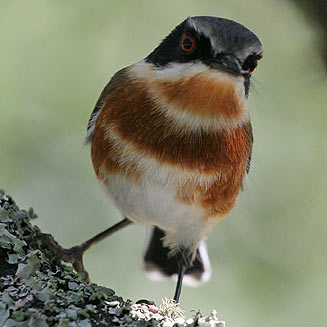 Batis capensis (Cape batis)