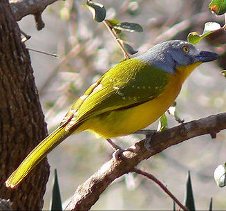 Malaconotus blanchoti (Grey-headed bush-shrike) 