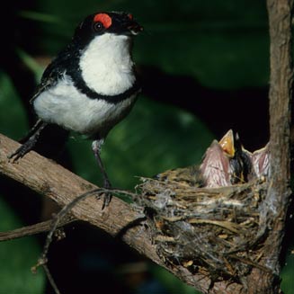 Platysteira peltata (Black-throated wattle-eye, Wattle-eyed flycatcher)