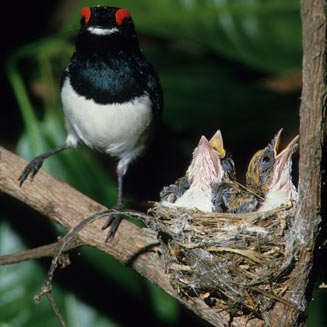 Platysteira peltata (Black-throated wattle-eye, Wattle-eyed flycatcher) 