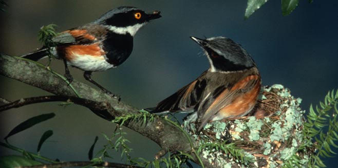 Batis capensis (Cape batis)