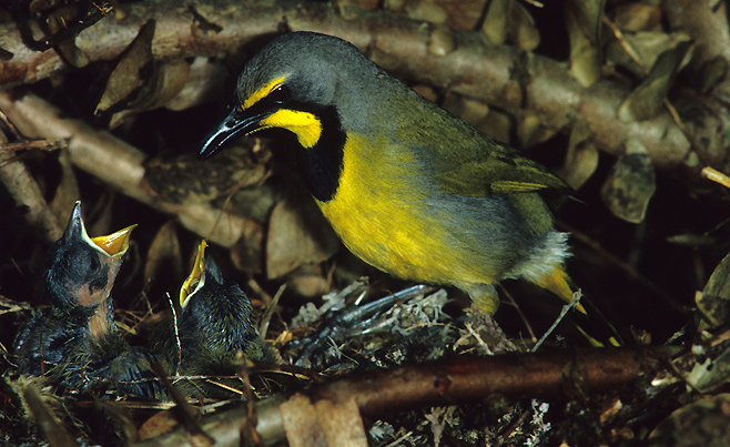 Telophorus zeylonus (Bokmakierie)