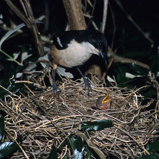Laniarius ferrugineus (Southern boubou)
