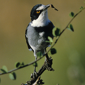 Lanioturdus torquatus (White-tailed shrike)