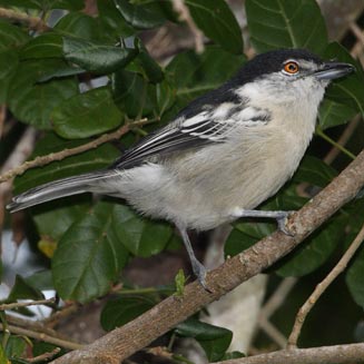 Dryoscopus cubla (Black-backed puffback, Puffback)