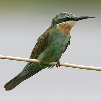 Merops persicus (Blue-cheeked bee-eater)
