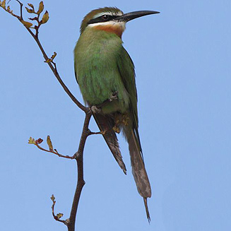 Merops superciliosus (Madagascar bee-eater, Olive bee-eater) 