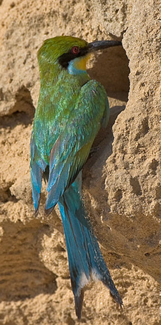 Merops hirundineus (Swallow-tailed bee-eater)