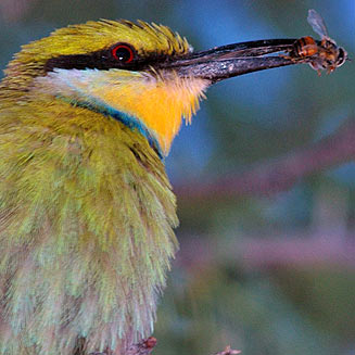 Merops hirundineus (Swallow-tailed bee-eater)