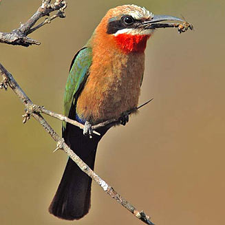 Merops bullockoides (White-fronted bee-eater) 