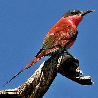 Merops nubicoides (Southern carmine bee-eater, Carmine bee-eater)