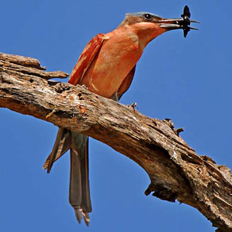 Merops nubicoides (Southern carmine bee-eater, Carmine bee-eater)