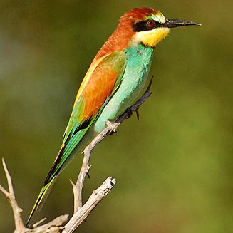 Merops apiaster (European bee-eater) 