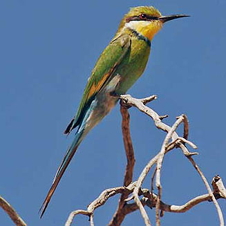 Merops hirundineus (Swallow-tailed bee-eater)
