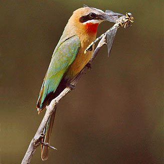 Merops bullockoides (White-fronted bee-eater) 