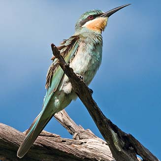 Merops persicus (Blue-cheeked bee-eater)