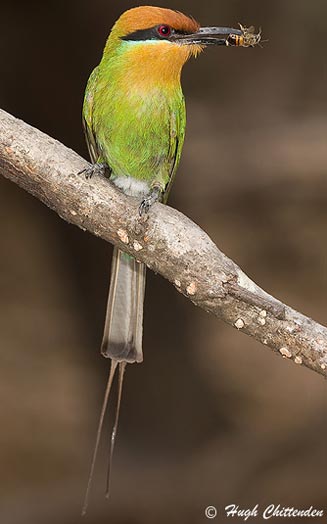 Merops boehmi (Bhm's bee-eater) 