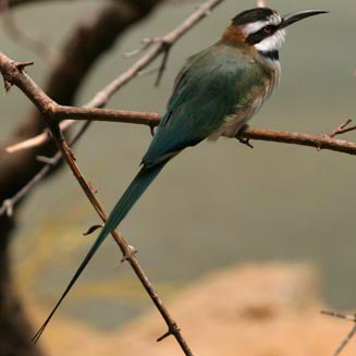 Merops albicollis (White-throated bee-eater)
