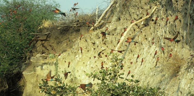 Merops nubicoides (Southern carmine bee-eater, Carmine bee-eater)