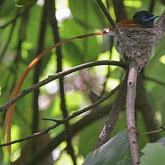 Terpsiphone viridis (African paradise-flycatcher)