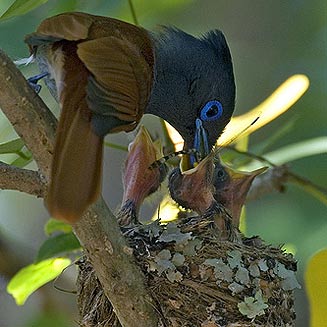 Terpsiphone viridis (African paradise-flycatcher)