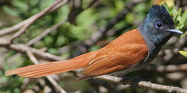 Terpsiphone viridis (African paradise-flycatcher) 