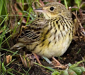 Anthus brachyurus (Short-tailed pipit) 