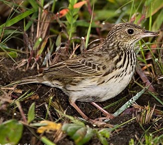Anthus brachyurus (Short-tailed pipit) 