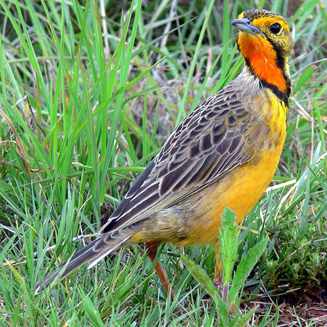 Macronyx capensis (Cape longclaw, Orange-throated longclaw) 