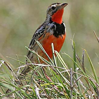 Macronyx ameliae (Rosy-throated longclaw, Pink-throated longclaw)