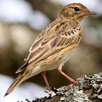 Anthus trivialis (Tree pipit) 