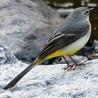 Motacilla cinerea (Grey wagtail) 