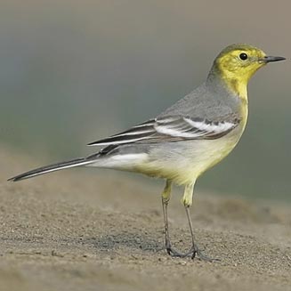 Motacilla citreola (Citrine wagtail)