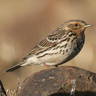Anthus cervinus (Red-throated pipit)