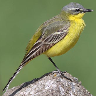 Motacilla flava (Yellow wagtail) 