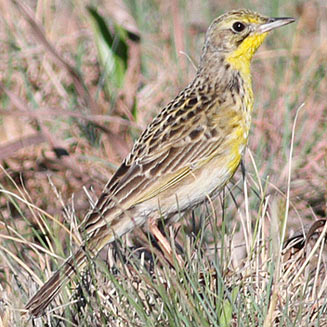 Anthus chloris (Yellow-breasted pipit) 