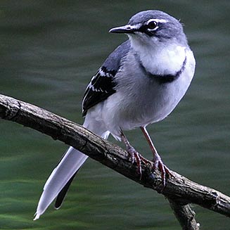 Motacilla clara (Mountain wagtail, Long-tailed wagtail)