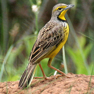 Macronyx croceus (Yellow-throated longclaw)