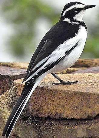 Motacilla aguimp (African pied wagtail) 