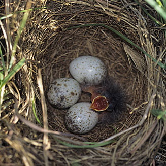 Anthus chloris (Yellow-breasted pipit)