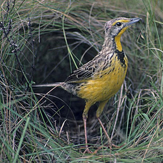 Macronyx croceus (Yellow-throated longclaw)