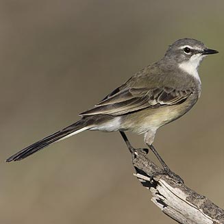 Motacilla capensis (Cape wagtail)
