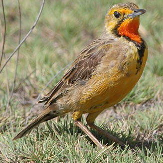 Macronyx capensis (Cape longclaw, Orange-throated longclaw) 