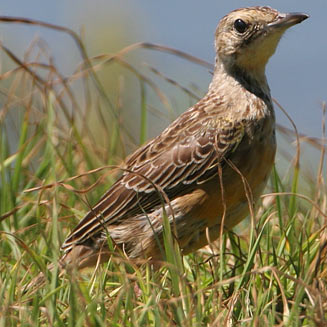 Macronyx capensis (Cape longclaw, Orange-throated longclaw) 