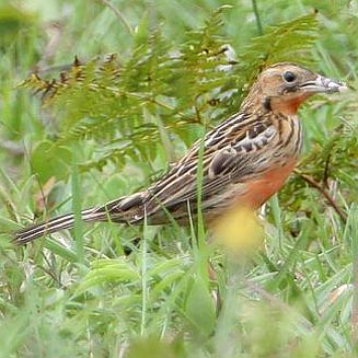 Macronyx ameliae (Rosy-throated longclaw, Pink-throated longclaw)