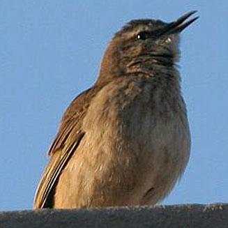 Anthus crenatus (African rock pipit, Rock pipit)