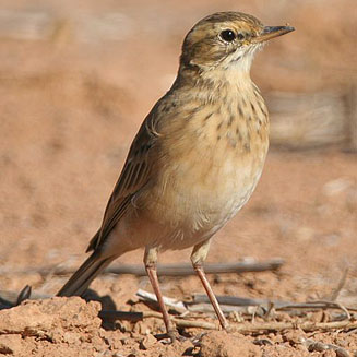 Anthus cinnamomeus (African pipit, Grassveld pipit) 